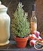 Live Rosemary Cone Topiary - 12" Cone Rosemary