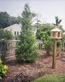Cypress Leyland Murray tree ~Great for privacy~ FAST GROWING 3" pot Great Starter Plant