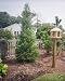 Cypress Leyland Murray tree ~Great for privacy~ FAST GROWING 3" pot Great Starter Plant