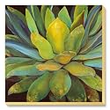 Agave Stretched Canvas Poster Print by Jillian David, 39x39
