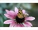 Photographic Prints of Australian Painted Lady Butterfly - on Echinacea purpurea flower from Ardea Wildlife Pets