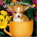 Chihuahuas, Teacup 2008 Square Wall Calendar (Multilingual Edition)
