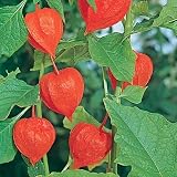 50 Chinese Lantern Seeds By Seed Needs