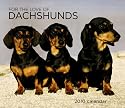 Dachshunds, For the Love of 2010 Deluxe Wall (Multilingual Edition)