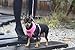 Puppia Soft Dog Harness No Choke Over-The-Head Triple Layered Breathable Mesh Adjustable Chest Belt and Quick-Release Buckle, Brown, Large