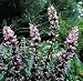 Marihuanilla Wild Dagga 50 Seeds