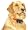 PetSafe PDBDT-305 Deluxe Big-Dog Trainer