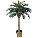 Sago Palm - 4'