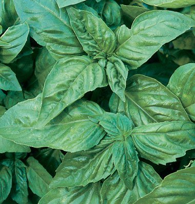 Herb Basil Pesto Italian Large Leaf D944A (Green) 1000 Organic Seeds by David's Garden Seeds Herb Basil Pesto Italian Large Leaf D944A (Green) 1000 Organic Seeds by David's Garden Seeds