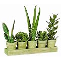 Succulents/Aloes on Tray - Green/ Burgundy (14x15.5")