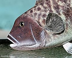 Taxidermy 20" Fiberglass Blackfish Tautog Wall Mount