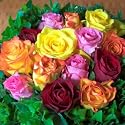250 Stems of Assorted Roses with 16 inch Stems