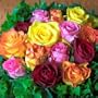 Assorted Roses with 16 inch stems (250 stems)