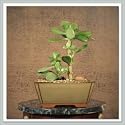 Jade Bonsai Tree II