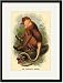 Black Framed/Matted Print 17x23, The Proboscis Monkey