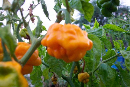 Scotch Bonnet Chile Seed Collection 30+ Seeds