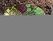 Autumn Posey Glass Birdbath