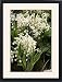 Framed Prints of Lily of the Valley from Ros Drinkwater