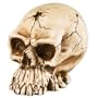 8" Cro Magnon Skull Decoration