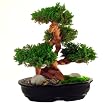 Preserved Multi-Branch Bonsai