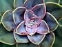 Desert Rose Mix 20 Seeds - Echeveria Mix - Succulents