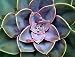 Desert Rose Mix 20 Seeds - Echeveria Mix - Succulents