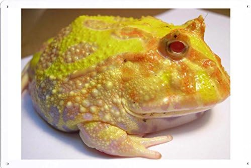 Tin Poster (20x30cm) of Pac man Frog 24829 by Global Animal Sign