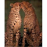 (16x20) Cheetahs Kissing (Animals) Photo Print Poster