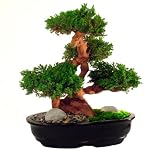 Preserved Multi-Branch Bonsai