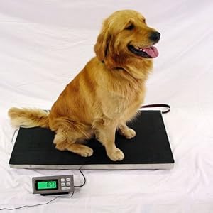 LW Measurements 700LB Platform Shipping Bench 38x20 Ditgital Scale