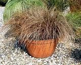 Red Rooster Ornamental Grass - 8 Plants - Carex/Sedge