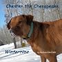 Chester Chesapeake Wintertime Barbara Ebel
