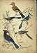 Garrulus Jays Birds Natural History Hand Coloured C1825