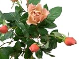 アフタヌーンティ　【茶色】　50本　◆バラの花束◆　