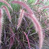 パープルファウンテングラス（ペニセタム・ルブラム）3号ポット 3株セット