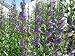 Great Basin Native: Penstemon strictus, ROCKY MOUNTAIN, Penstemon #1