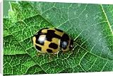 Canvas Prints of -spot Ladybird from Ardea Wildlife Pets