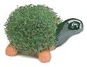 Chia Turtle