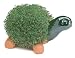 Chia Turtle