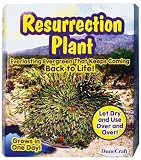 RP0058 RESURRECTION PLANT DUNRP0058