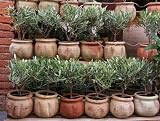 Olive Bonsai - 36