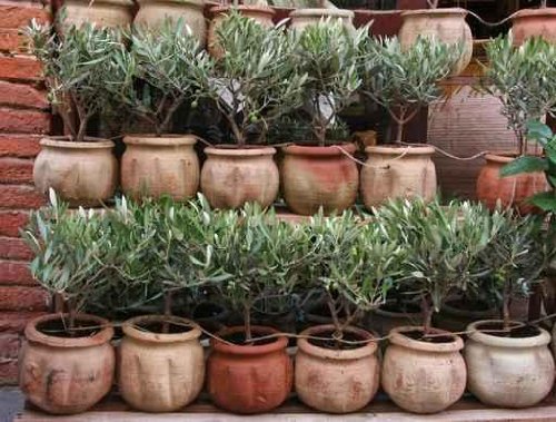 Olive Bonsai - 36