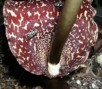 India Voodoo Lily 10 Seeds