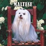 Maltese 2008 Square Wall