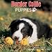 Border Collie Puppies 2009 Wall Calendar 12 X 12