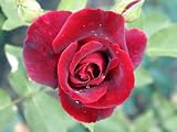 Eigenschaften Agel Rosen  / Edelrose 