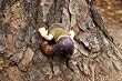 Lil Tree Orphans - Tom