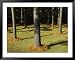 Longleaf Pine Trees Mulched with Pine Needles Along Interstate 95 Framed Art Poster Print by Raymond Gehman, 49x39