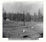 Historic Print (L): General View of the Mammoth Grove and Hotel, Calaveras County