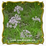 Wild Garlic (Allium canadense) Jumbo Wildflower Seed Packet - 30 Seeds